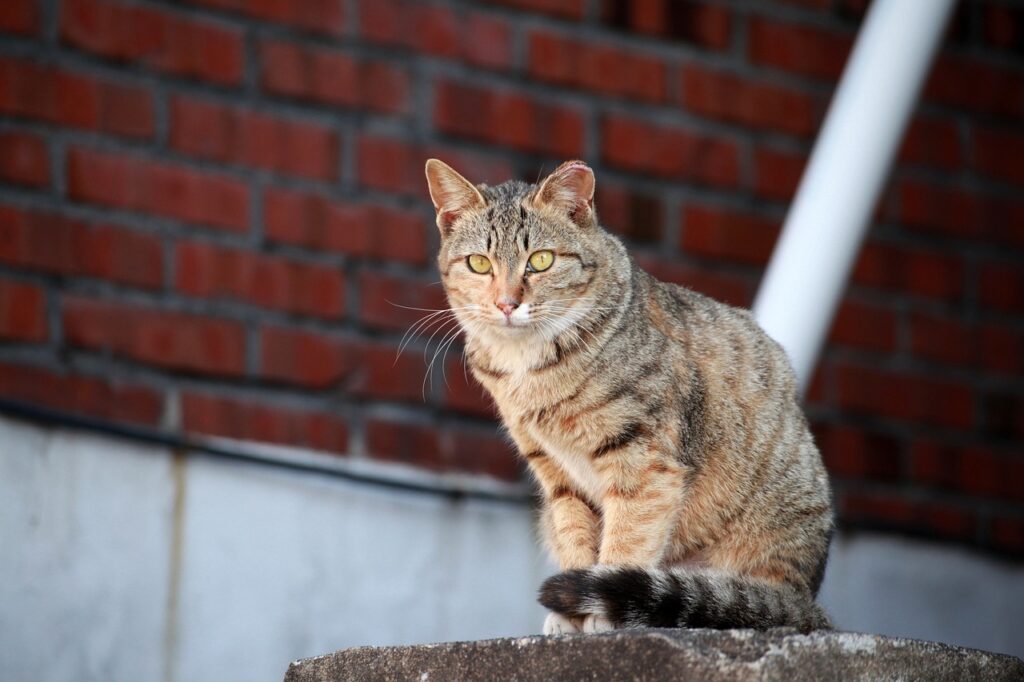 cat, stray cat, gilnyangyi-4962433.jpg